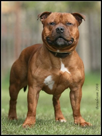 Ch. Anatol Benjamin Great Staffield